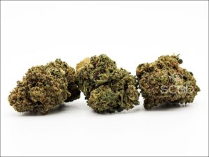 Fleurs de CBD - Cannatonic - SCBD Lab buds