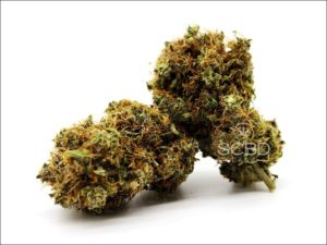 Fleurs de CBD - New York Diesel - SCBD Lab bud